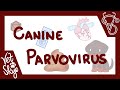 Canine Parvovirus - causes, pathophysiology, clinical signs, diagnosis, treatment, prevention