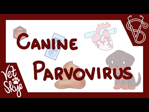 Video: Canine Parvovirus (Parvo)