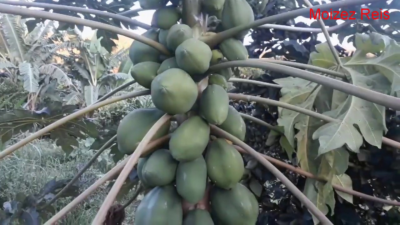 Por Quanto Tempo Um Pé De Mamão Produz