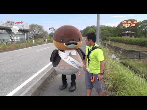 【BBC放送作品】13/7/10放送・知ったかぶりカイツブリにゅーす