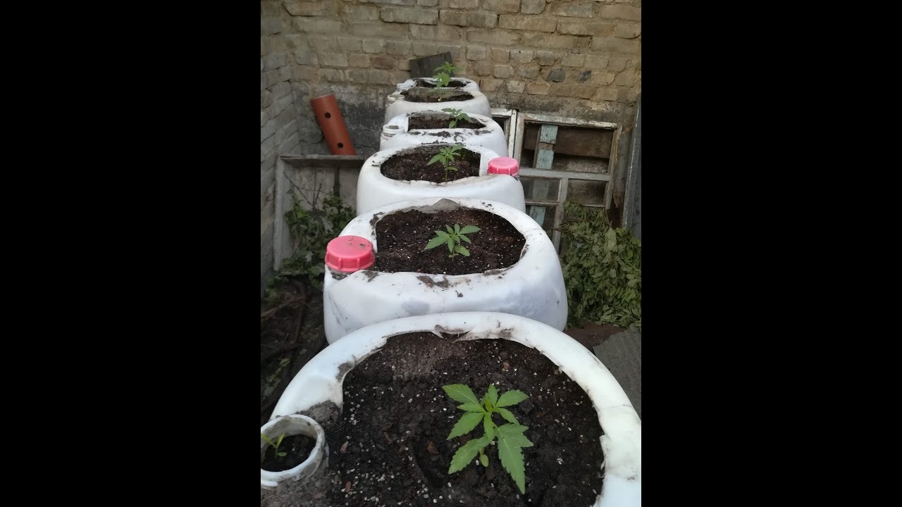 Пришло время в кинуть рассаду AUTO CRITICAL