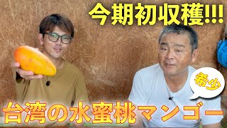 念願の】親父が激レアマンゴーを今期初収穫しました！！！【紅龍