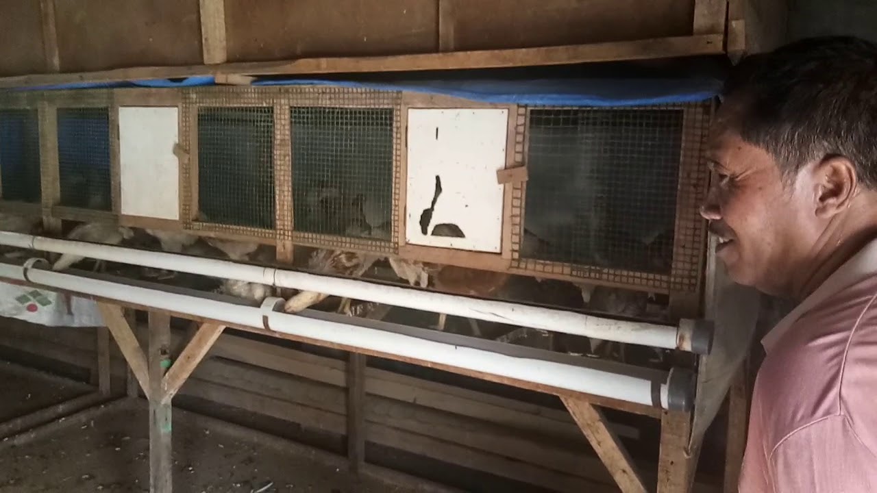 Ternak ayam joper (jowo super) 