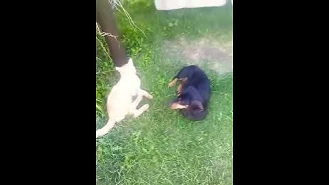 A kutya és a macska