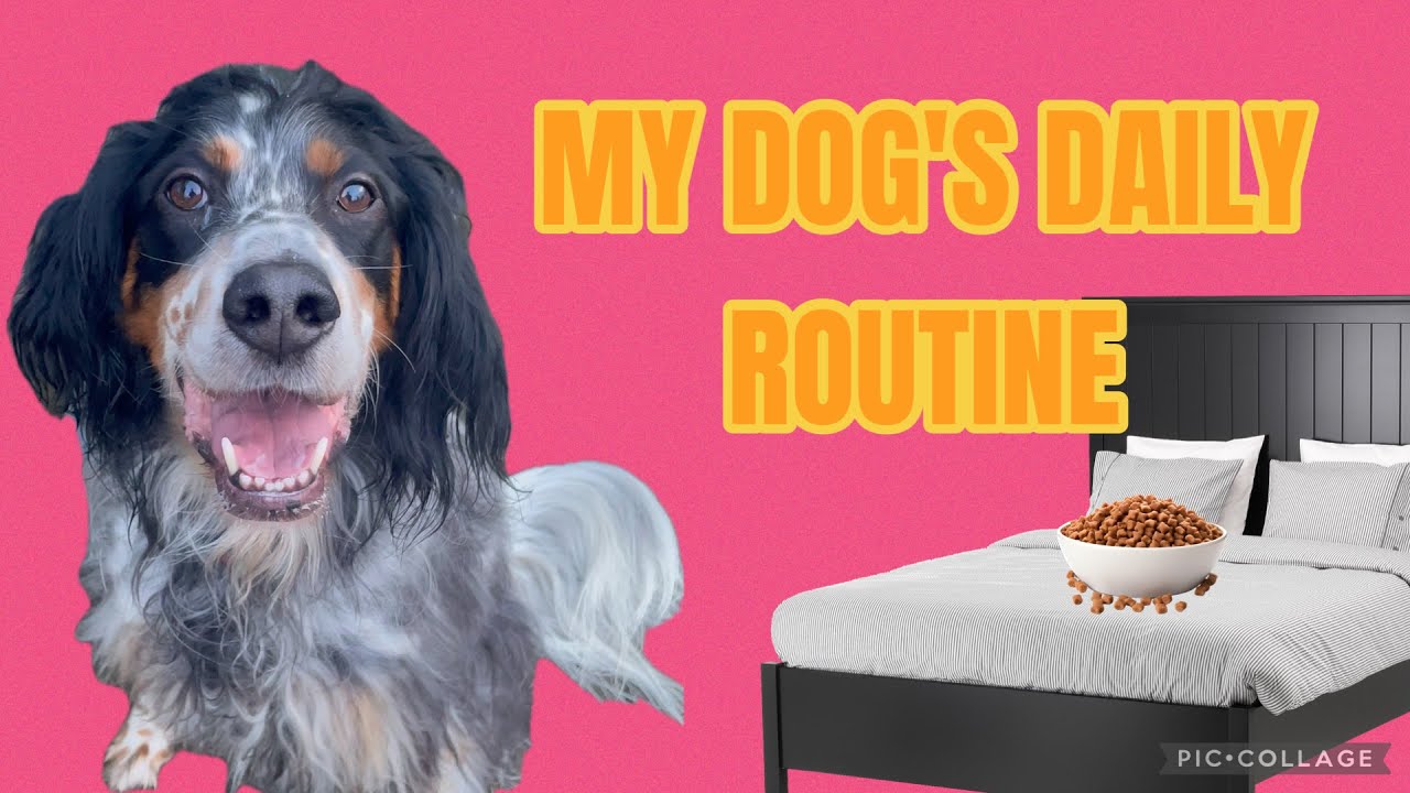 Teddy’s Morning Routine! English Setter- Funny - Short Film - YouTube