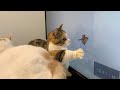 猫用動画を見せたら暴走して猫パンチをくり出す猫！【短足ミヌエット】