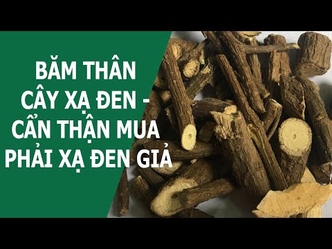 BĂM THÂN CÂY XẠ ĐEN - CẨN THẬN MUA PHẢI XẠ ĐEN GIẢ - 0976 836 586