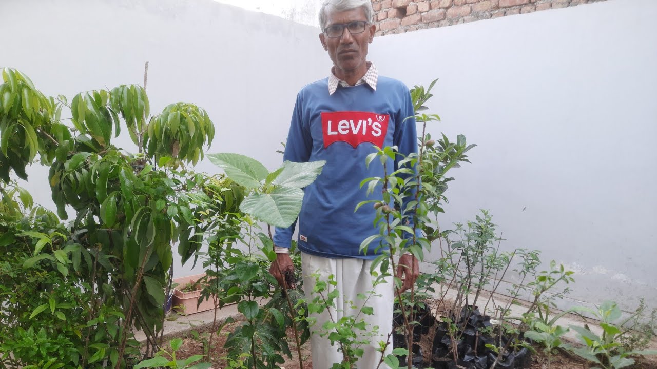 9467575721hot climate fruit plant aadu|aalubukhara|akhrot|badam|Apricot|Persimmon|Hrmn99|anna|cherry