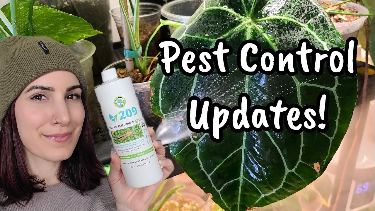 HOW TO SPOT SPIDER MITES!! 🕵🏻‍♀️ All-Natural Pest Control Update!! 🌱 is SNS 209 working?