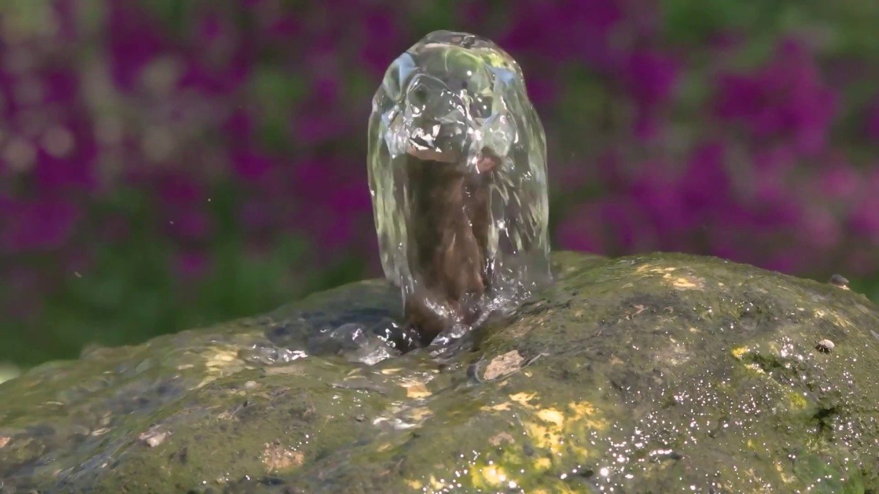 Westonbury Mill Water Gardens - Herefordshire