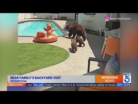 Bear family makes backyard visit to Monrovia home: Video