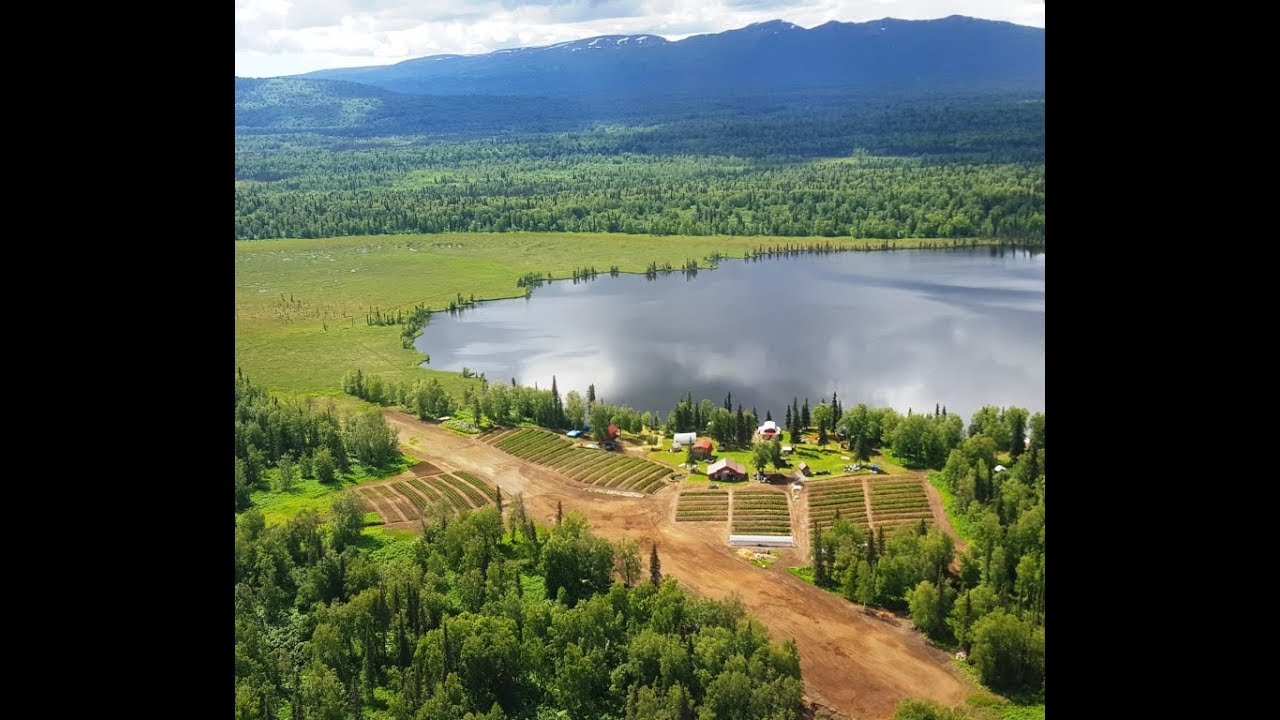 Peony Root Dig & Divide