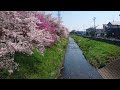 井上陽水 桜三月散歩道