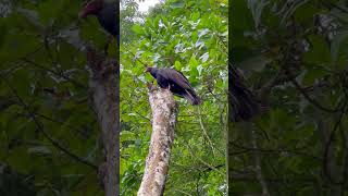 Con que nombre conocen a esta Ave #aves #shorts #video #viral