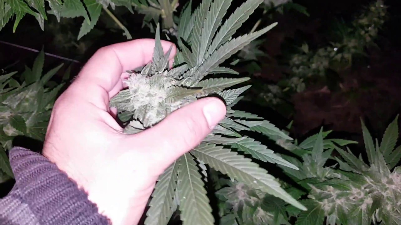 Gorilla Glue X Lemon Zkittle harvest time