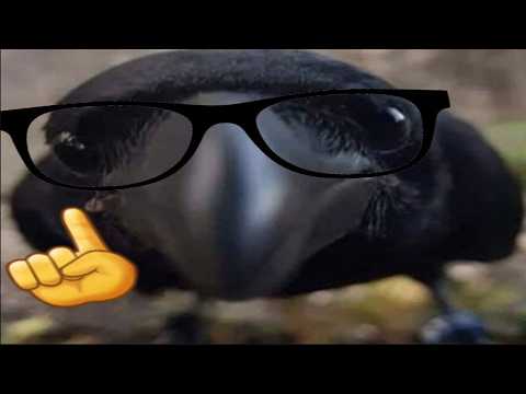 Top 5 Bird Facts