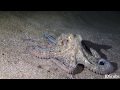 Scuba diving Canary Islands (HD)