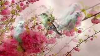 Kur'an ı Kerim câsiye suresi ve meali Ishak Danış