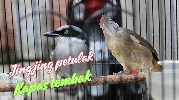 MASTERAN VIRAL TERBARU 2024 JINGJING PETULAK GACOR SAMBUNG DENGAN KAPAS TEMBAK GACOR