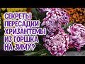 Секреты пересадки крупноцветковой корейской хризантемы из горшка на зиму Как пересадить и сохранить