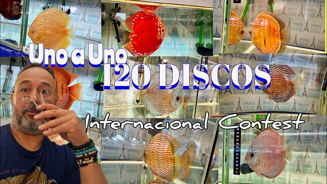 UNO a UNO los 120 PECES DISCO DEL CAMPEONATO INTERNACIONAL juzgados por MANOLO SANCHIS