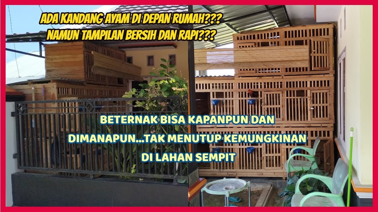  Desain Kandang  Ayam Bangkok di Perumahan Sempit YouTube