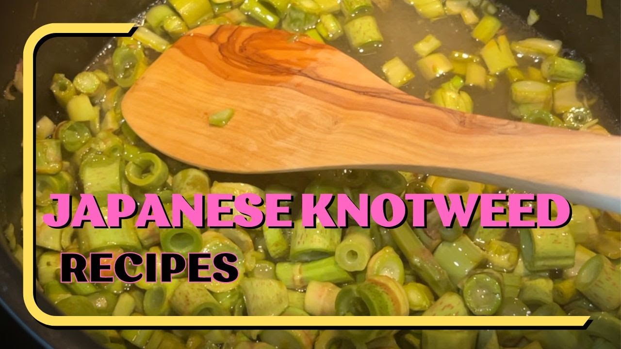 Cooking Japanese Knotweed Muffins Recipe | Part 1 Harvesting and Foraging for Japanese Knotweed