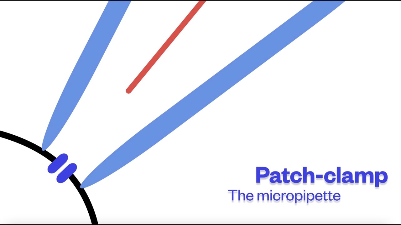[Lab Time] Patch clamp techniques - YouTube