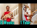 Labrador Puppy Transformation from 8 Weeks to 1 Year [Puppy to Dog]
