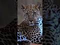 ​The Silent Rules of the Jungle: Unity &amp; War 🐆⚔️ #wildlife #naturelovers #shorts #viral #animals