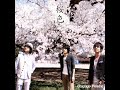 Chicago Poodle  「桜色」
