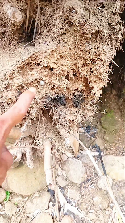 Heboh !!! Penemuan berlian langka didalam lubang tanah #shorts #mistis #berlian #shortvideo