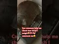 ChatGPT said:Check the weight #foryou #catshorts #cat #catlovers #weight #catvideos