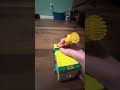 Bart Simpson gets homeless