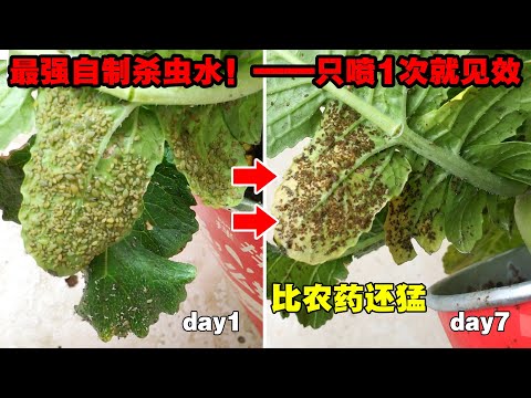 农药店最怕你知道，分享一种自制杀虫剂，只用了一次，害虫死光光！|A homemade insecticide|杀蚜虫、白粉虱、红蜘蛛等害虫