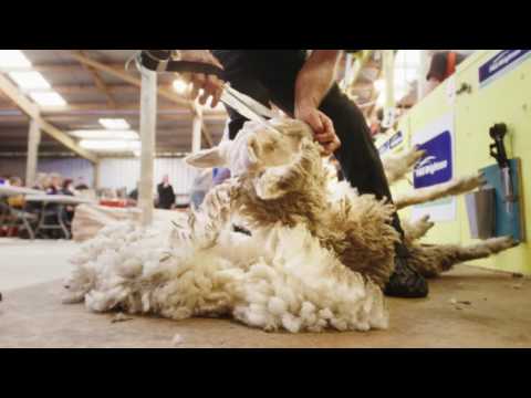 World Shearing Champs