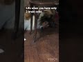 He has it easy… #shorts #funny #memes #dog #dogsofyoutube #funnydogmeme #dogmemes #funnydogs #pets