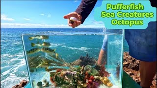 Making A Pufferfish Tidepool Aquarium