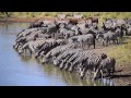 Maziti Dam, Zebra "Migration" stopping over at a waterhole in Kruger National Park.