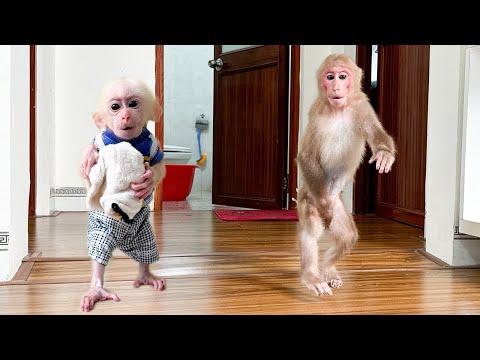 Super Funny! Bibi