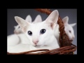 Colorpoint Shorthair Cat and Kittens | History of This Charming Breed の動画、YouTube動画。