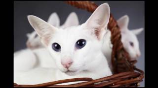 Colorpoint Shorthair Cat and Kittens | History of This Charming Breed