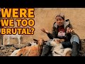 New product prototype, olives and farm animals go wild - Life in Portugal #9