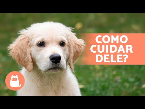 Vídeo: 5 dicas para filhotes que odeiam cuidados dentários do cão