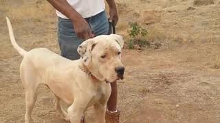 Top Indian Dog Breeds You Never Knew About by Dogpets 5,652 views 5 years ago 4 minutes, 35 seconds