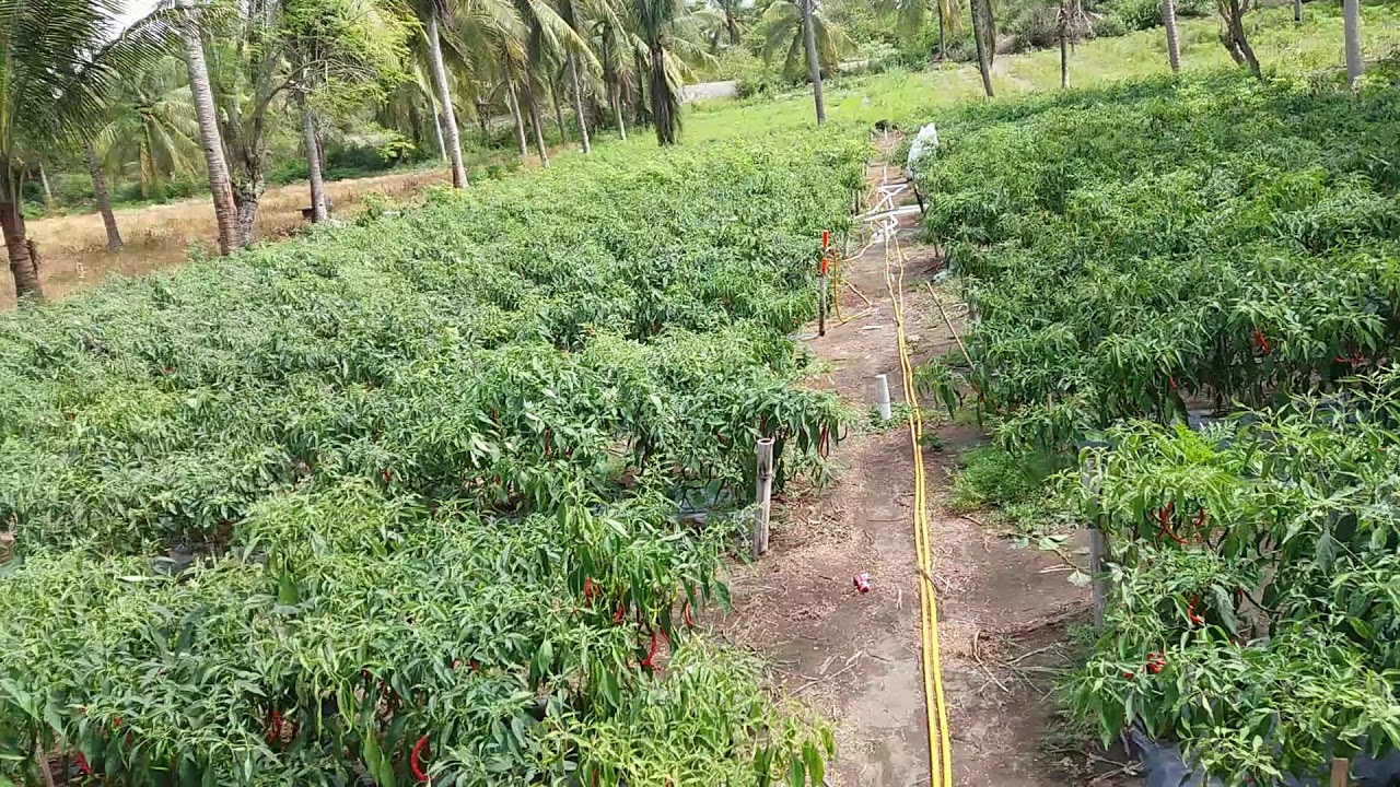 Panen Cabai Merah Keriting Lahan Pasir Pantai - YouTube