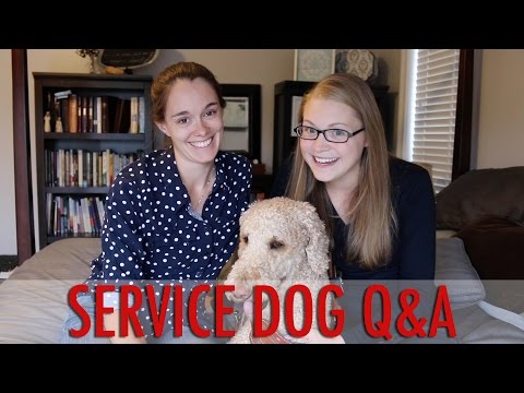 service-dog-q&a