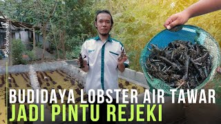Sukses Budidaya Lobster Air Tawar Modal Kecil Di Samping Rumah