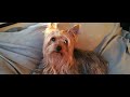 Nico - un día de un Silky terrier Australiano australian の動画、YouTube動画。