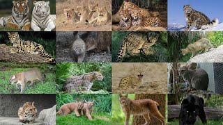 15 WILD CATS SPECIES OF INDIA [Highest in world]